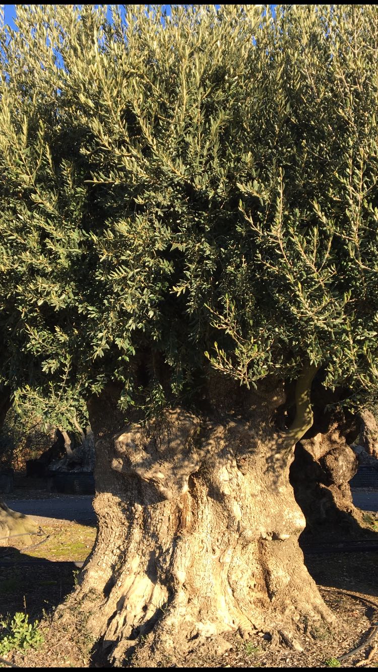 OLIVO MILLENARIO ESEMPLARE